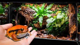 Easy Tropical Frog Paradise (DIY Vivarium)