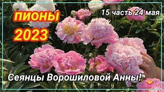 Сеянцы пионов Ворошиловой. Цветение 2023 года! Часть 15 / Сад Ворошиловой