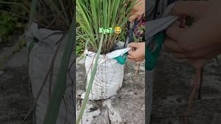 So this is lemon grass plant, it needs 5-6 hours of direct sunlight #lemongrass #shorts #plants