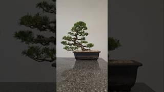 6 months in 16 secs#bonsai #fyp #fy #diy #channel #nature #tree #garden #repot #decor #home