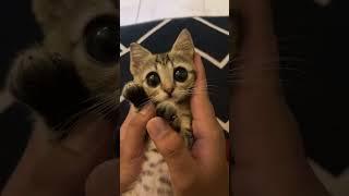 СМЕШНОЙ КОТ С БОЛЬШИМИ ГЛАЗАМИ #мем #смех #meme #memes #happy #cats #коты #shorts #short #shortvideo