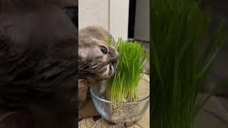 Gumbus is the best Mom  #cat #entertaininganimals #funnyanimal #catsofyoutube #funnycat #funnypet