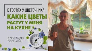 В гостях у закоренелого цветочника: моя кухня. Коллекция кактусов и суккулентов на моем окне.