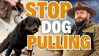 Stop Your Dog PULLING With These Easy Tips!