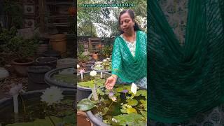 Waterlily from my lotus garden. Lotus and waterlily for sale. lotus waterlily saller. wts app only