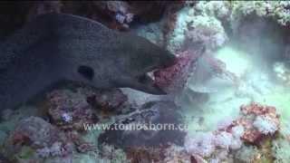 RARE! Moray Eel vs Stone Fish