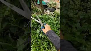 my plants ️ #naturelife #garden #nature #myplants #farming #subscribe #success #succulent