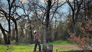 Cutting Oaks on our Texas Homestead - Husqvarna 550xp Mark 2