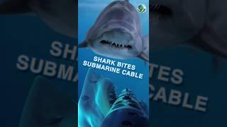 Why do sharks like to bite undersea cables? Ryker - Daily Discoveries