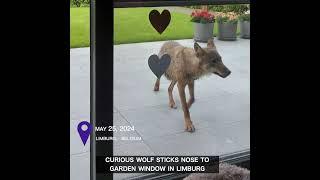 Curious wolf sticks nose to garden window in Limburg