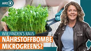 Sprossen und Keimlinge: Was steckt in Microgreens und wie baue ich sie an? | ARD GESUND