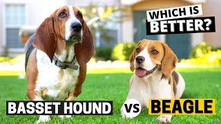 Beagle vs Basset Hound: Which is Better?