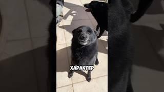 Редкие виды овчарок #шортс #животные #собаки