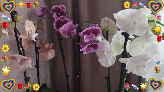 Три биглипа  в подарок//Что осталось от весеннего цветения моих орхидей#orchid # #flowers #обзор