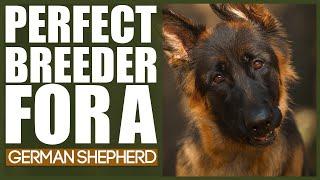 How To Find The PERFECT BREEDER For A GERMAN SHEPHERD