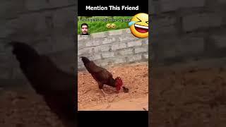 Chick vs Adult Cock wait for End   #mudassar #funny #short