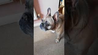 Frenchie barking Sound