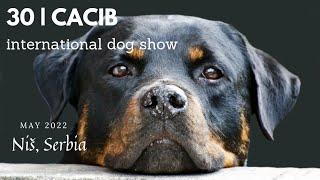 30. CACIB dog show (international) in Niš, Serbia