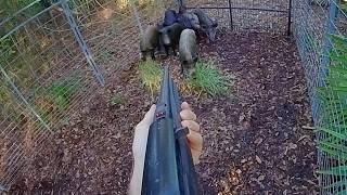 Trapped Big Pack of Wild Hogs! More Hogs Than I know What to do With!