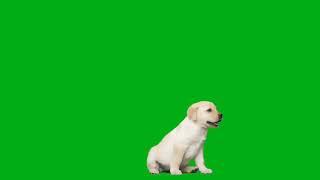 Dog  green effect screen