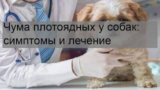 Чума плотоядных у собак: симптомы и лечение