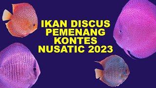 IKAN DISCUS PEMENANG KONTES NUSATIC 2023 || IDC || MAIN IKAN CHANNEL