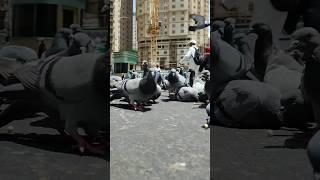 When a blessed dove finds a source of food wich quenches its hunger  #pigeon #short #gift #ramadan