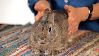 How to Help a Rabbit with Gas Pain | Pet Rabbits