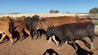 Corack cattle co PTIC cows 6/8/21