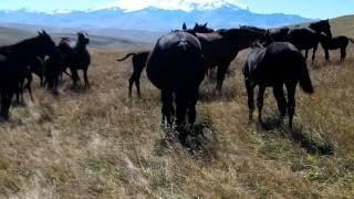 Karachay Horses at Twin Peaks of Mt  Elbrusminging taw