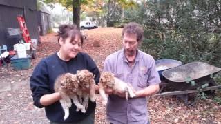 2.5 week old lion cubs at The Killman Zoo