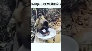 тренд, superhouse youtube shorts, тик ток shorts, house shorts, tik tok jokes, tik tok, nowe trend,