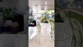 These self-watering pots have been a game changer for thirsty plants! #plantcare #plantcaretips