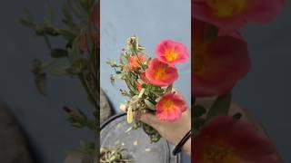 purslane main jyaada phool kaise paaye#flower #purslane #homegarden #nature