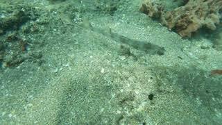 A guitarfish camouflaged in the sand