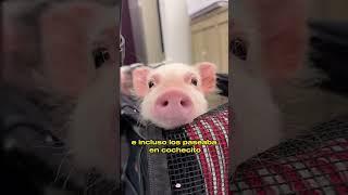 She Adopted a Litter of Wild Boars—Then Taught Them to Swim!#animals #Friendship #Us
