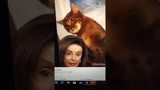 Nancy Pelosi having a cat whack her head to make sense , funniest video this year