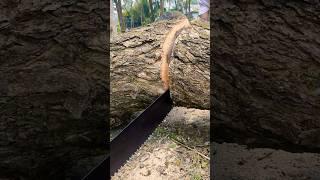 Cut the tree into two pieces with a saw #shorts #shortsfeed #tree #treecutting