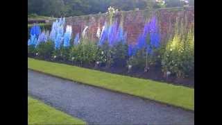 Temple Newsam, Leeds, National Collection of Delphiniums 2012