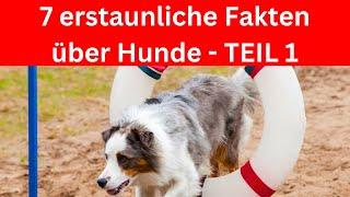 7 erstaunliche Fakten über Hunde - Kennst du sie?  Teil 1