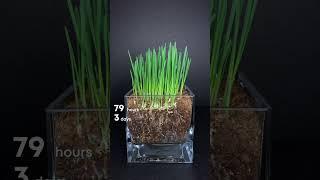 How long does it take to grow grass? Plant time lapse