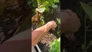 CharGuy Gardening Gear #gardening
