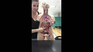 Blood Vessels Lab Part 1: Head and Neck