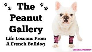 The Peanut Gallery: Life Lessons From a French Bulldog