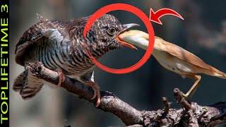 10 Worst Parents In The Animal Kingdom