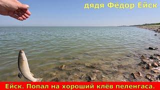 Ейск. Попал на хороший клёв пеленгаса. Азовское море. Таганрогский залив. Рыбалка в мае.