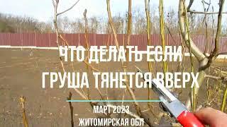 Что делать если груша тянется вверх.  Три года от посадки.