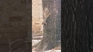 Cat Vs. Squirrel part 1 #cats #squirrels #lonewolftv