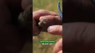 Canola Seed Treatment: Boost Your Yield Early!