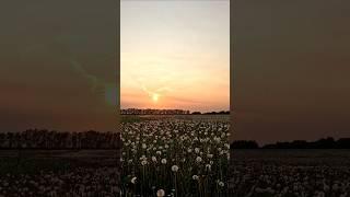 как достать соседа, краткая инструкция. #своимируками #стройка #построилидомиквдеревне